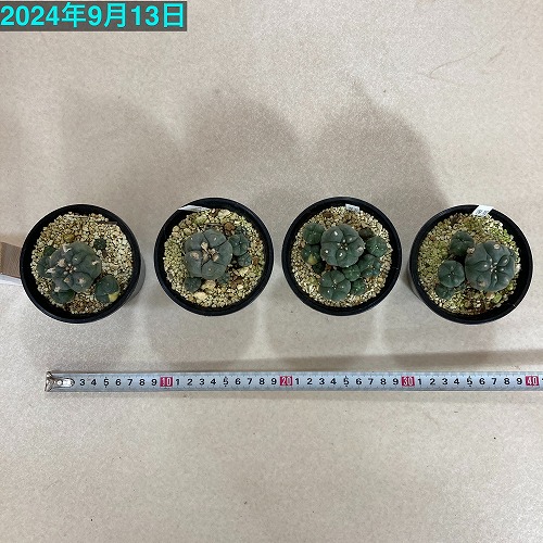 サボテン ロホホラ(ロフォフォラ) 仔吹き烏羽玉 3号 個体おまかせ