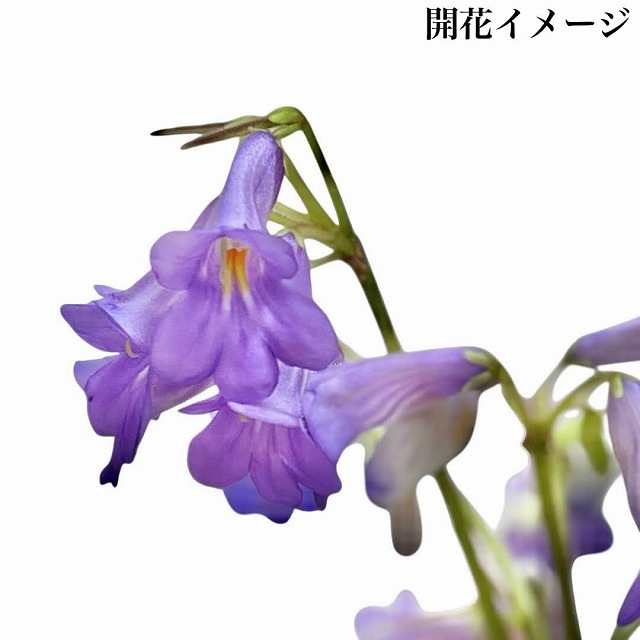 ストレプトカーパス プリティータートル 5号丸型底面給水鉢｜芳樹園