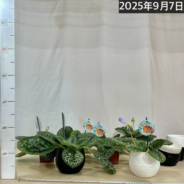 葉傷みあり】ストレプトカーパス プリティータートル 5号丸型底面給水