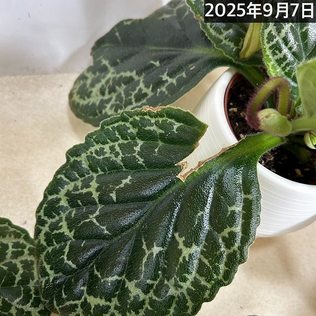 ストレプトカーパス　プリティタートル 葉傷みあり】ストレプトカーパス プリティータートル 5号丸型