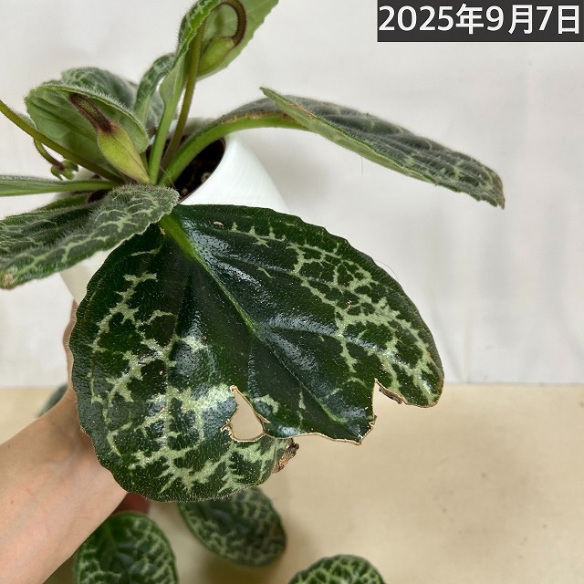 葉傷みあり】ストレプトカーパス プリティータートル 5号丸型