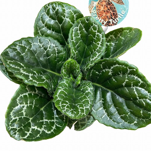 葉傷みあり】ストレプトカーパス プリティータートル 5号丸型底面給水