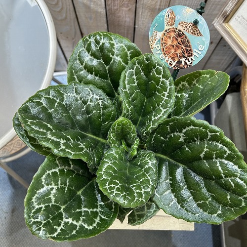 葉傷みあり】ストレプトカーパス プリティータートル 5号丸型底面給水