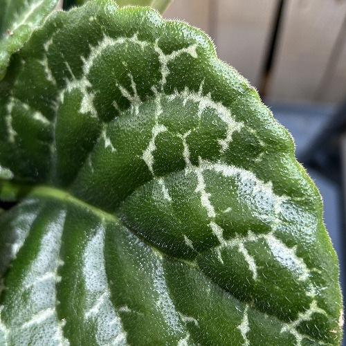 葉傷みあり】ストレプトカーパス プリティータートル 5号丸型