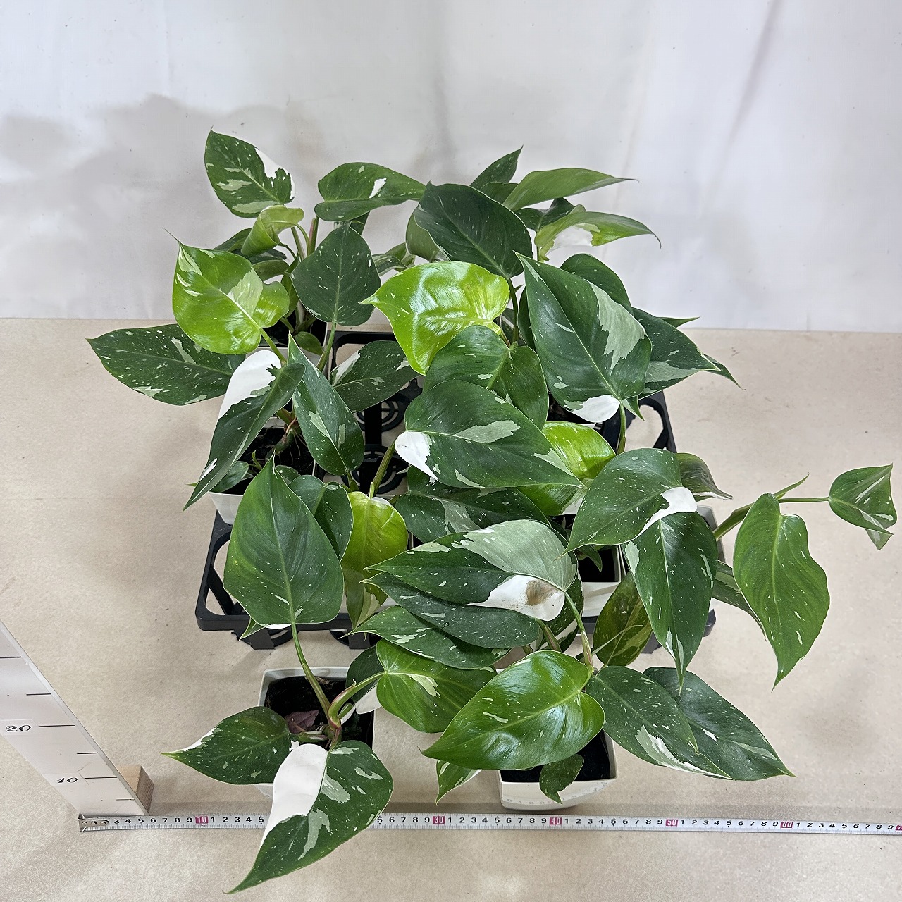 葉傷みあり】フィロデンドロン ホワイトプリンセス 4号白角鉢(個体