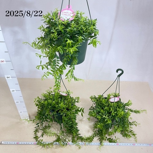 エスキナンサス ヤフロレピス 5号吊り鉢(底面給水)｜芳樹園オンライン