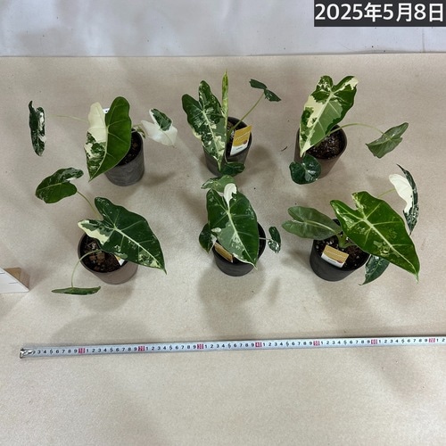 アロカシア グリーンベルベット 斑入り(グリーンバタフライ) 3.5号