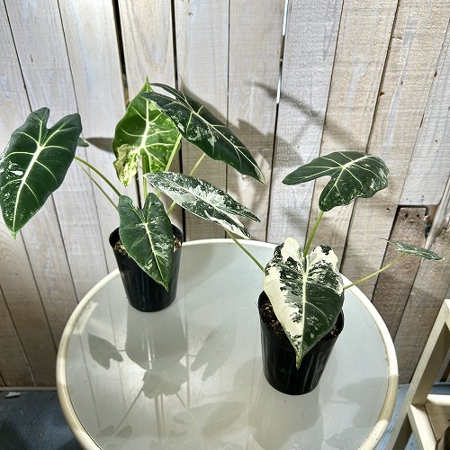 アロカシア グリーンベルベット 斑入り(グリーンバタフライ) 3.5号
