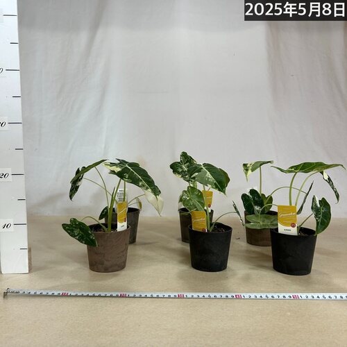 アロカシア グリーンベルベット 斑入り(グリーンバタフライ) 3.5号