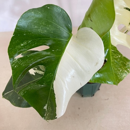 モンステラ ホワイトタイガー 4号スリット鉢 個体J(現品)｜芳樹園