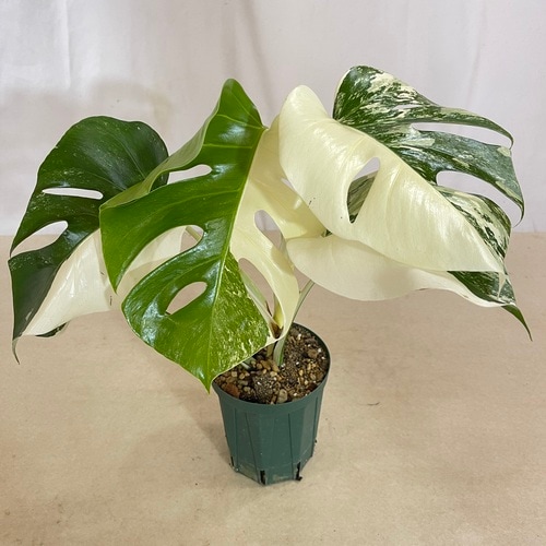 モンステラ ホワイトタイガー 4号スリット鉢 個体J(現品)｜芳樹園