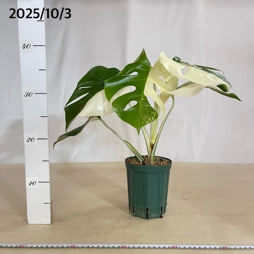 モンステラ ホワイトタイガー 4号スリット鉢 個体J(現品)｜芳樹園