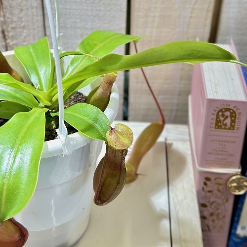ネペンテス アラータ 4号吊り底面給水鉢(個体おまかせ1鉢)｜芳樹園