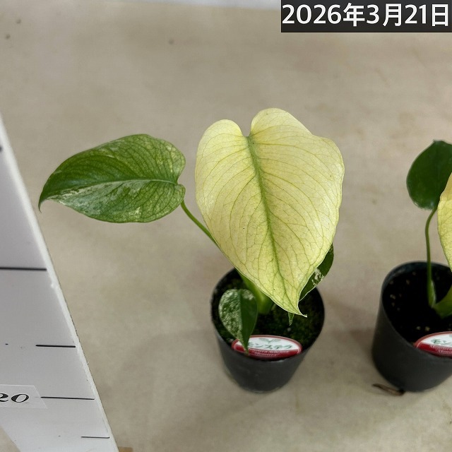 斑入りモンステラ3種 イエローマリリン ミント 天津蘭 ホワイトモンスター ミント斑モンステラ ホワイトモンスター(天津蘭) 3号硬質ポット(個体