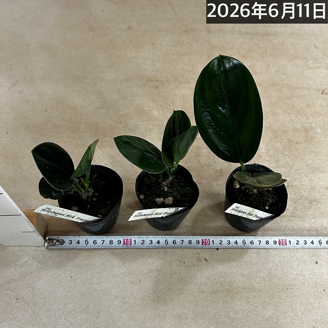 スキンダプサス Black Truebie(ブラックトレビー) 2.5号ポット(個体