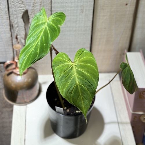 フィロデンドロン Philodendron verrucosum J.C.L 3.5号硬質ポット
