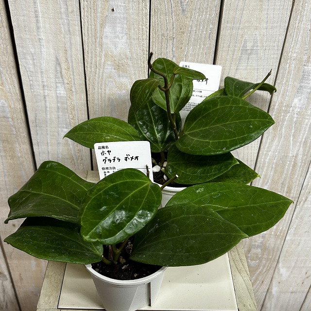 ホヤ グラブラ ボルネオ 3.5号スリット鉢(個体おまかせ1鉢)｜芳樹園