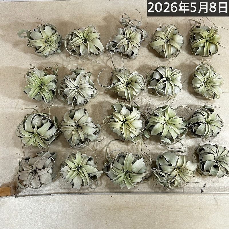 キセログラフィカ(本物) SSサイズ(形状おまかせ1株)｜芳樹園オンライン