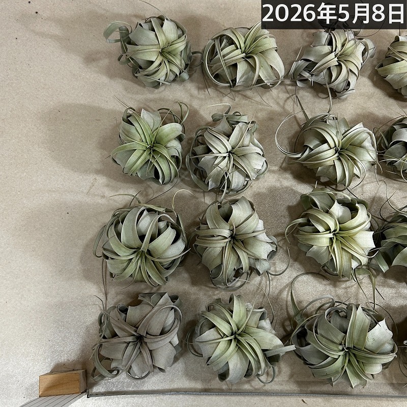 エアプランツ キセログラフィカ SS(ミニ)|芳樹園オンラインショップ エアプランツ キセログラフィカ SS(ミニ)|芳樹園オンラインショップ