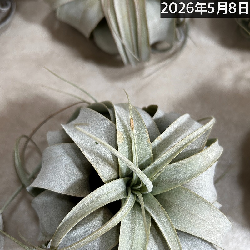キセログラフィカ(本物) SSサイズ(形状おまかせ1株)｜芳樹園オンライン
