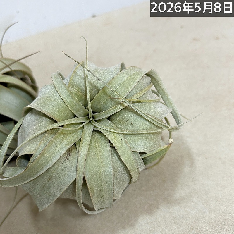 キセログラフィカ(本物) SSサイズ(形状おまかせ1株)｜芳樹園オンライン