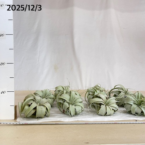 エアプランツ キセログラフィカ SS(ミニ)｜芳樹園オンラインショップ