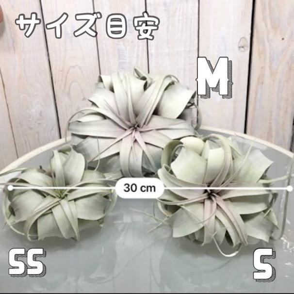 キセログラフィカ(本物) SSサイズ(形状おまかせ1株)｜芳樹園オンライン
