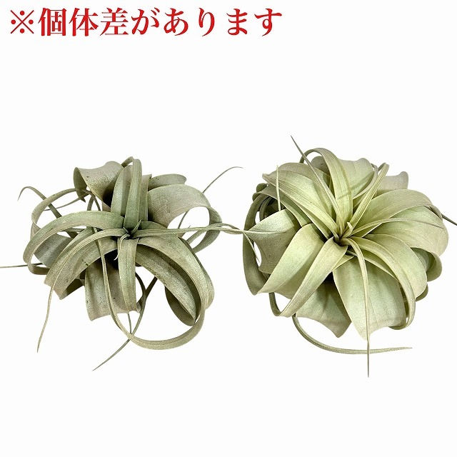 キセログラフィカ(本物) SSサイズ(形状おまかせ1株)｜芳樹園オンライン