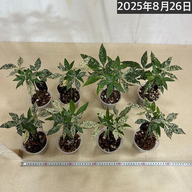 葉傷みあり]斑入りパキラ アクアティカ ミルキーウェイ 3.5号