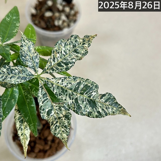 【実生】斑入りパキラ　ミルキーウェイ　3.５号サイズ 楽天市場】パキラ ミルキーウェイ 実生 3.5号 ミニ サイズ 鉢