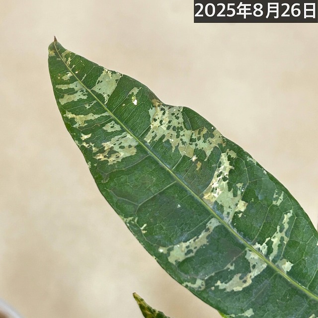 葉傷みあり]斑入りパキラ アクアティカ ミルキーウェイ 3.5号(個体