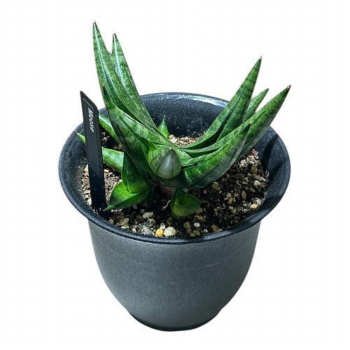サンセベリア ムース Sansevieria Moose 4号硬質ポット 個体A(現品