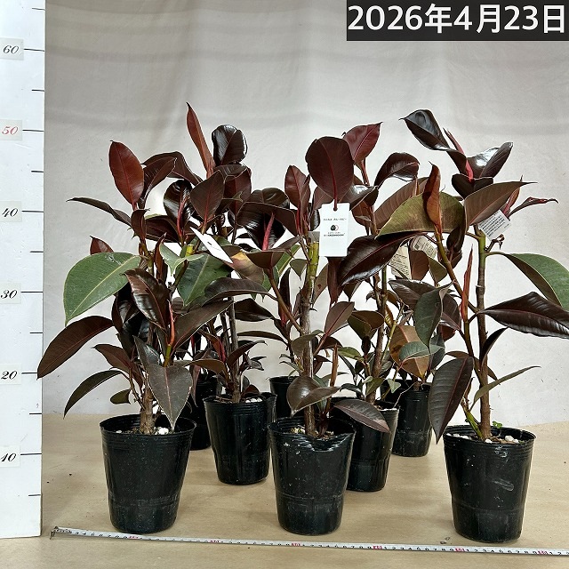 訳あり】フィカス ブルールビー 4号ロングポット(個体おまかせ1鉢)【葉