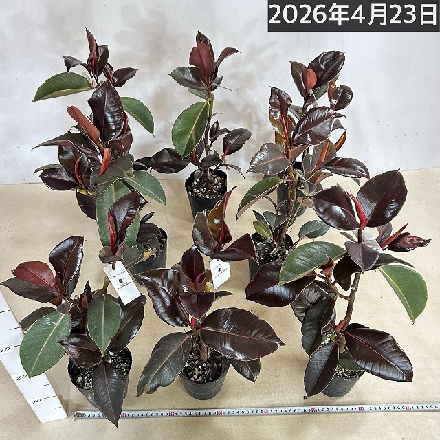 訳あり】フィカス ブルールビー 4号ロングポット(個体おまかせ1鉢)【葉