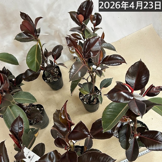 訳あり】フィカス ブルールビー 4号ロングポット(個体おまかせ1鉢)【葉