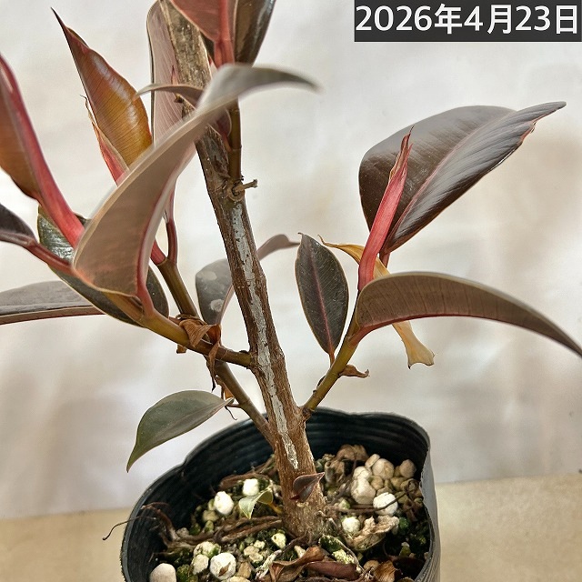 訳あり】フィカス ブルールビー 4号ロングポット(個体おまかせ1鉢)【葉