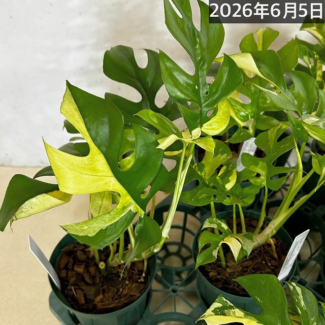 傷みあり】斑入り姫モンステラ(ラフィドフォラ テトラスペルマ