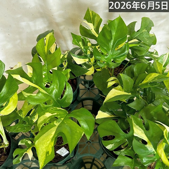 傷みあり】斑入り姫モンステラ(ラフィドフォラ テトラスペルマ