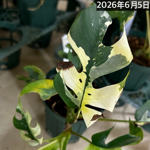 傷みあり】斑入り姫モンステラ(ラフィドフォラ テトラスペルマ