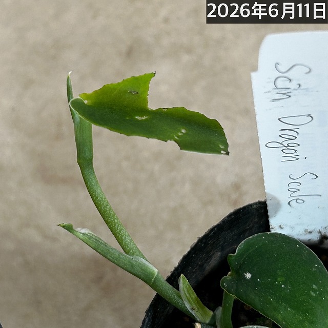 スキンダプサス Dragon Scale(ドラゴンスケール) 2.5号ポット(個体