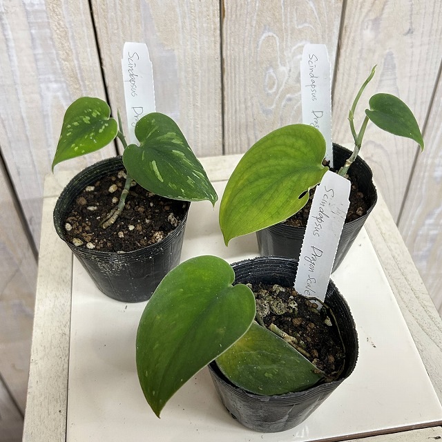 スキンダプサス　綺麗な斑入りセット　A1 ドラゴンのおまけ付き スキンダプサス Dragon Scale(ドラゴンスケール) 2.5号ポット(個体