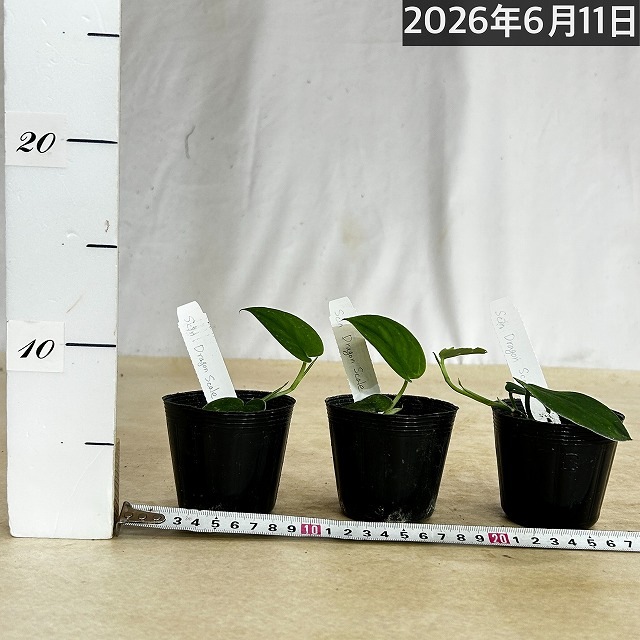 スキンダプサス Dragon Scale(ドラゴンスケール) 2.5号ポット(個体