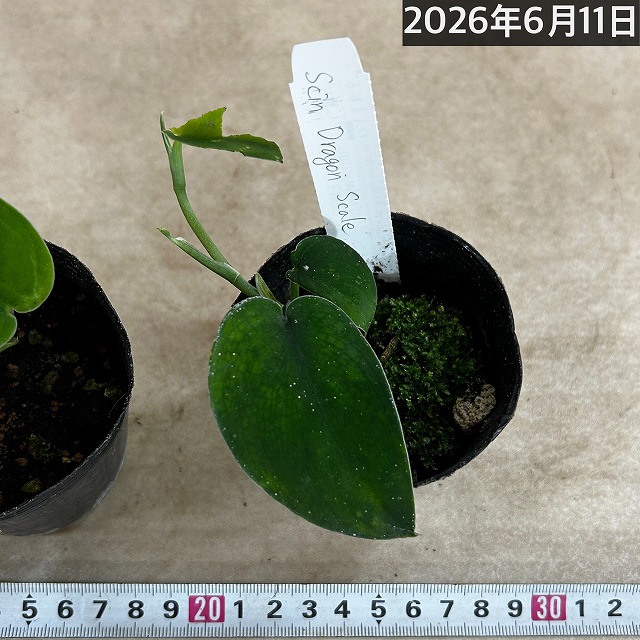 スキンダプサス Dragon Scale(ドラゴンスケール) 2.5号ポット(個体
