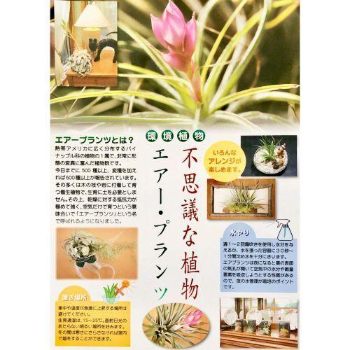 エアプランツ キセログラフィカ M｜芳樹園オンラインショップ