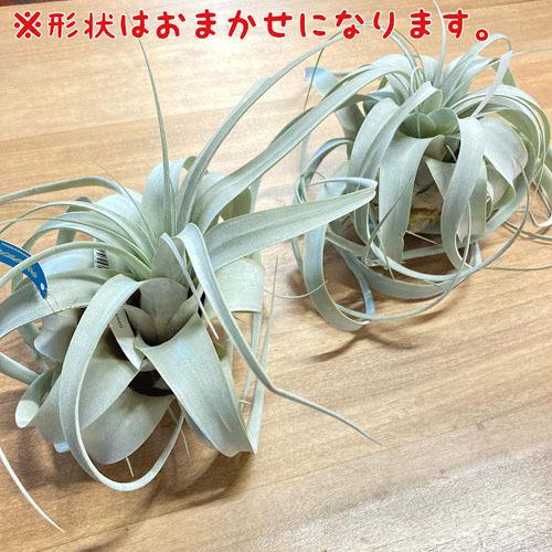 エアプランツ キセログラフィカ M｜芳樹園オンラインショップ