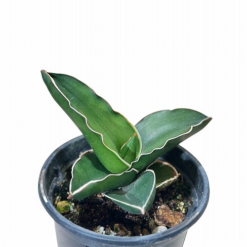 EMP サンセベリア スリ パトゥム Sri pathum / SA350 EMP サンセベリア スリ パトゥム Sri pathum / SA350