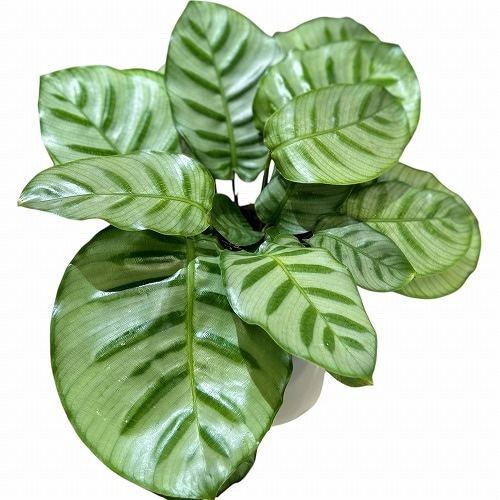 1_000000001888.jpg?1741505808