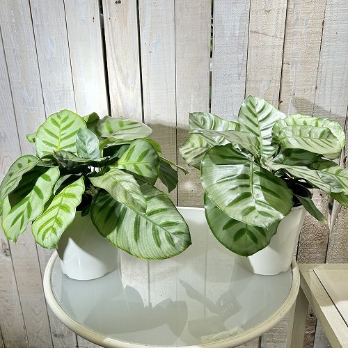 ゲッペルティア ベラ カリーナ 5号白鉢｜芳樹園オンラインショップ