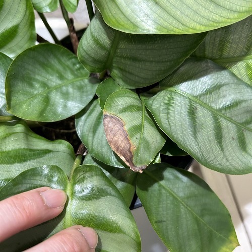 ゲッペルティア ベラ カリーナ 5号白鉢｜芳樹園オンラインショップ