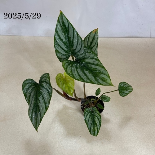 フィロデンドロン マーメイ(マメイ) 3号(現品)｜芳樹園オンラインショップ